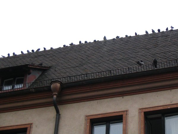 Freiburg 2008